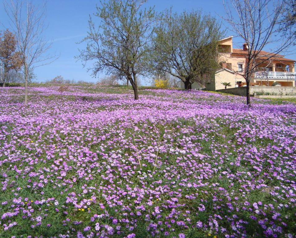 Apartments Alice Green Oasis - Poreč Pokoj fotografie